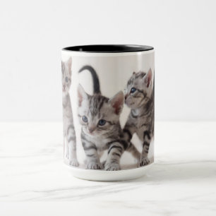 Drei Amerikaner Shorthair Spielen Tasse