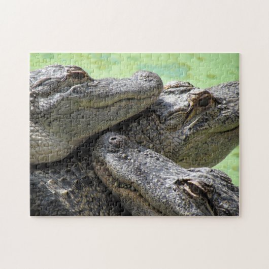 Drei Amigos Alligator Puzzle (Horizontal)