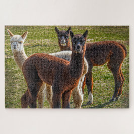Drei Amigos Alpacas Puzzle