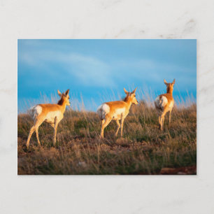 Drei Antilopen, die bei Sonnenuntergang weglaufen Postkarte