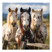 Drei Appaloosa-Pferde Fotodruck (Vorne)