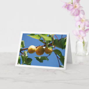 Drei Aprikosenfrüchte am Baum Karte