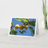 Drei Aprikosenobst auf Baum Karte (Vorderseite)