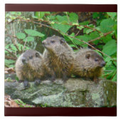 Drei Baby Groundhogs Fliese (Vorderseite)