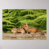 drei Babychipmunken Poster (Vorne)