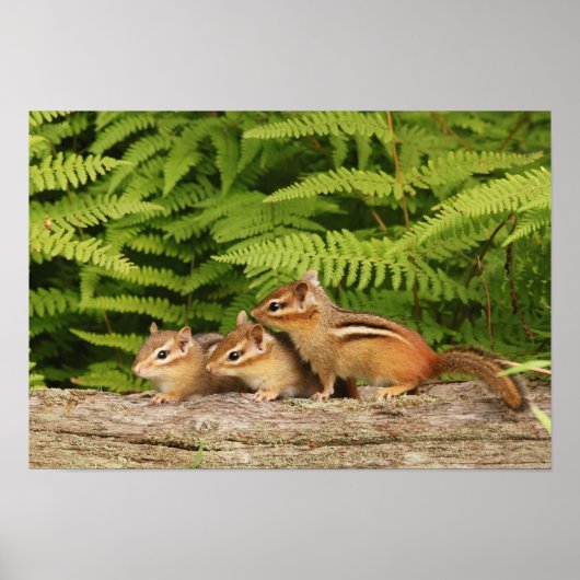 drei Babychipmunken Poster (Vorne)