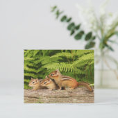 drei Babychipmunken Postkarte (Stehend Vorderseite)