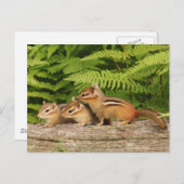 drei Babychipmunken Postkarte (Vorne/Hinten)