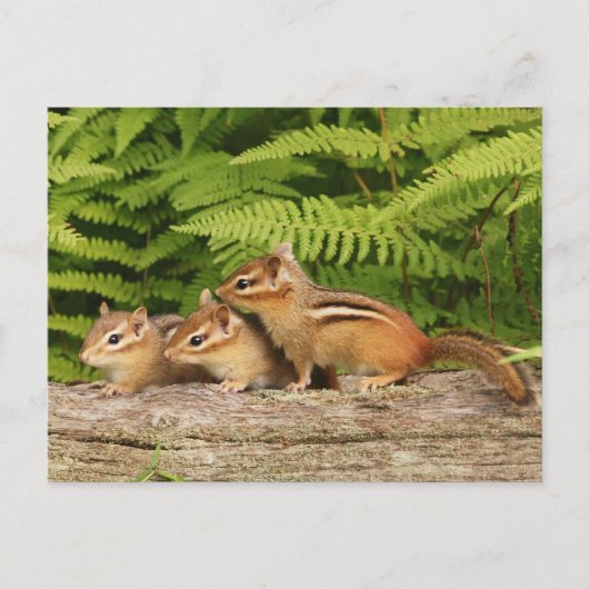 drei Babychipmunken Postkarte (Vorderseite)
