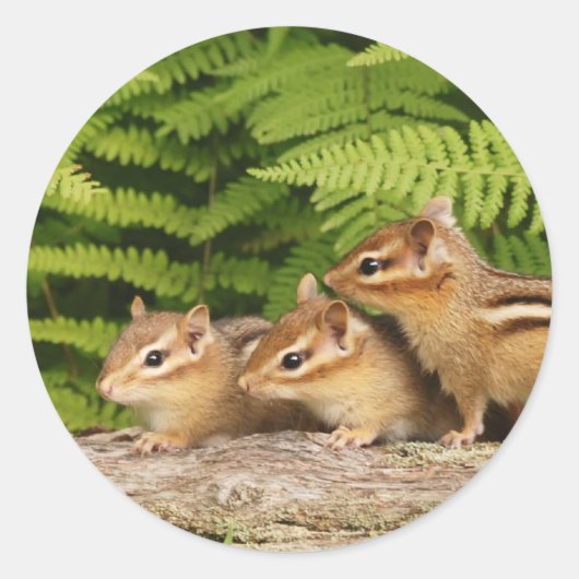 drei Babychipmunken Runder Aufkleber (Vorderseite)