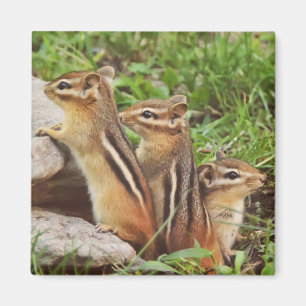 Drei BabyChipmunks Magnet
