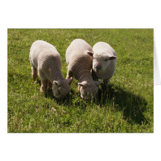 Drei Babydoll Lambs