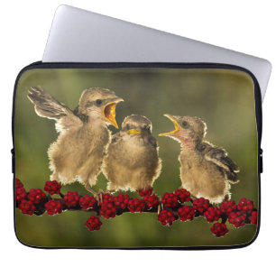 Drei BabyLanius Schach Vögel Laptopschutzhülle