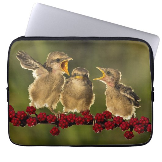 Drei BabyLanius Schach Vögel Laptopschutzhülle (Vorderseite)