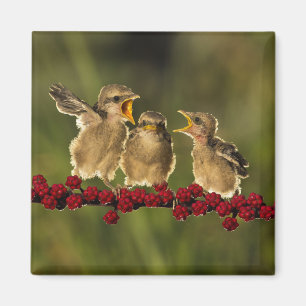 Drei BabyLanius Schach Vögel Magnet