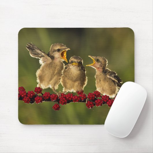 Drei BabyLanius Schach Vögel Mousepad (Mit Mouse)