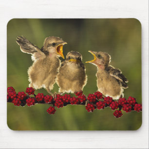 Drei BabyLanius Schach Vögel Mousepad