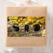 Drei Bären (Insitu)