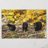 Drei Bären Briefpapier (Vorderseite)