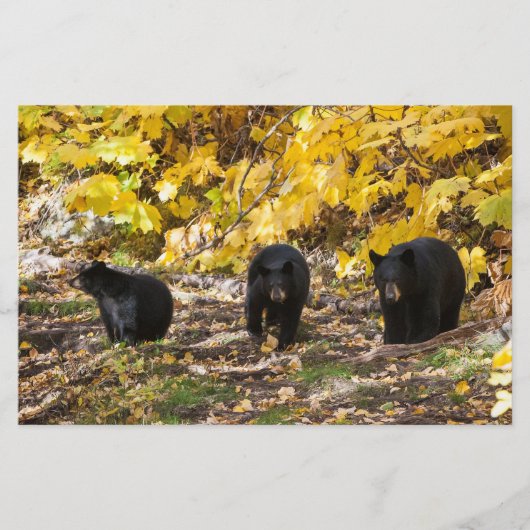 Drei Bären Briefpapier (Vorderseite)