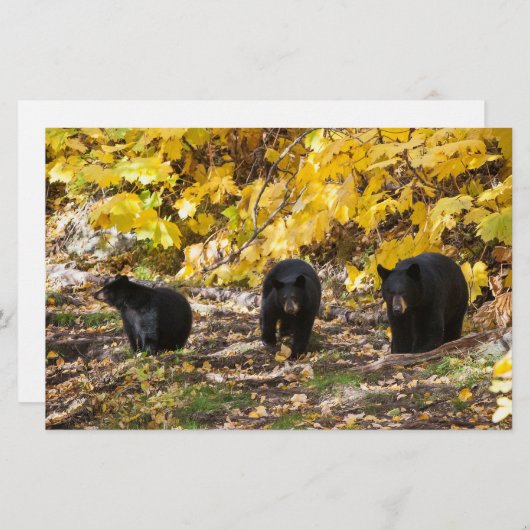 Drei Bären Briefpapier (Vorne/Hinten)