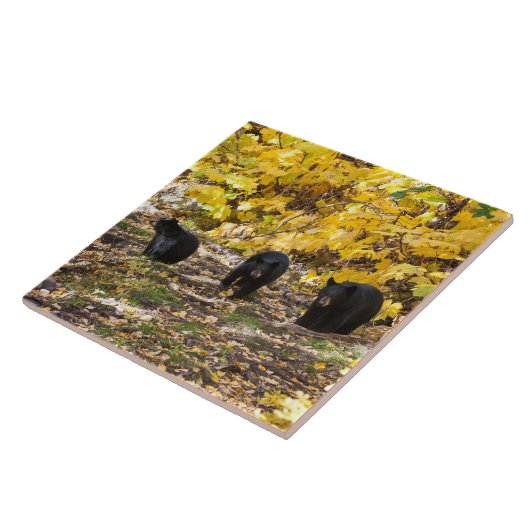 Drei Bären Fliese (Seite)