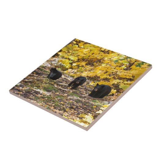 Drei Bären Fliese (Seite)