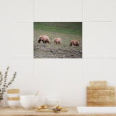 Drei-Bären-Foto Poster (Küche)