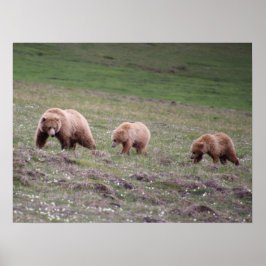 Drei-Bären-Foto Poster