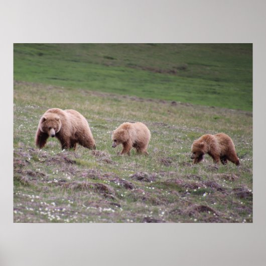 Drei-Bären-Foto Poster (Vorne)
