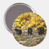 Drei Bären Magnet (Vorderseite/Rückseite)