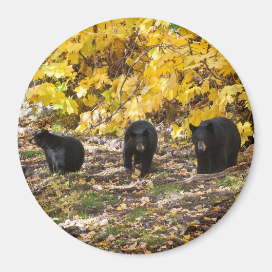 Drei Bären Magnet (Vorne)