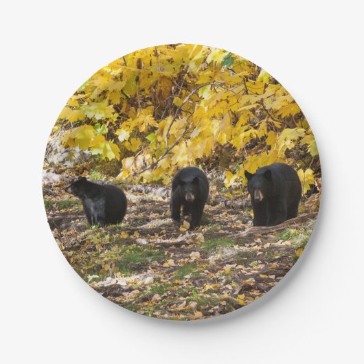 Drei Bären Pappteller (Vorderseite)