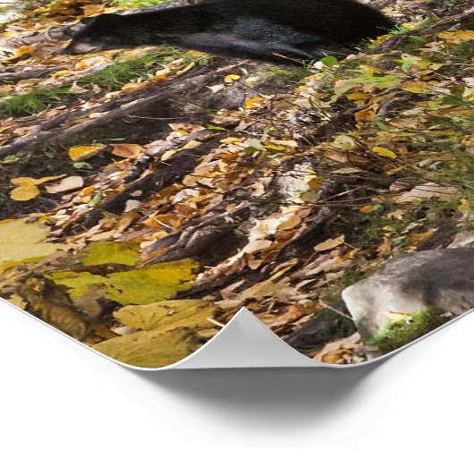 Drei Bären Poster (Ecke)