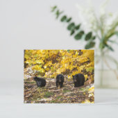 Drei Bären Postkarte (Stehend Vorderseite)