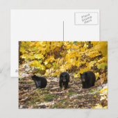 Drei Bären Postkarte (Vorne/Hinten)
