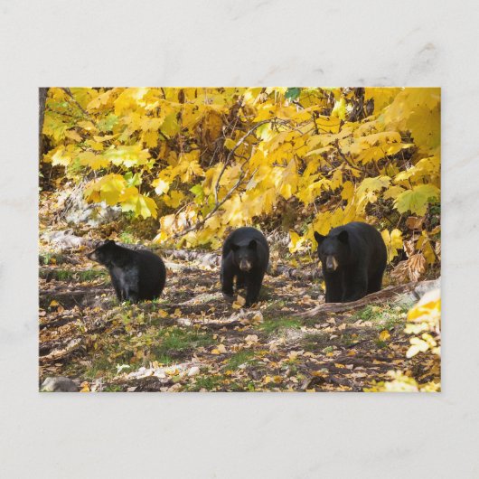 Drei Bären Postkarte (Vorderseite)