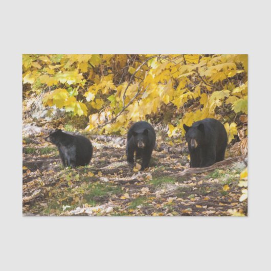 Drei Bären Seidenpapier (Vorderseite)