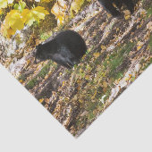 Drei Bären Seidenpapier (Ausschnitt)