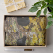 Drei Bären Seidenpapier (Geschenk)