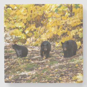 Drei Bären Steinuntersetzer