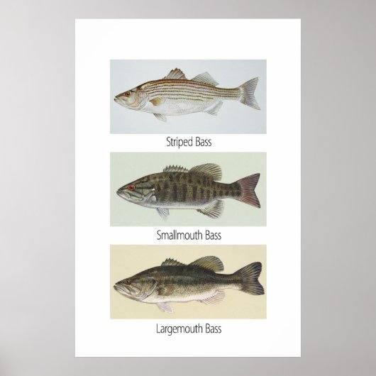 Drei-Bass-Poster Poster (Vorne)