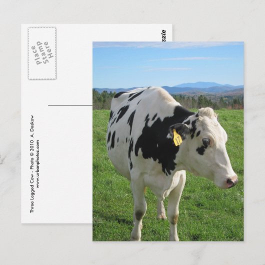 Drei Bäuche Postkarte (Vorne/Hinten)