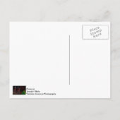 Drei Bäume in Midtown Greetings Postkarte (Rückseite)