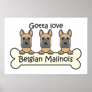 Drei belgische Malinois Poster