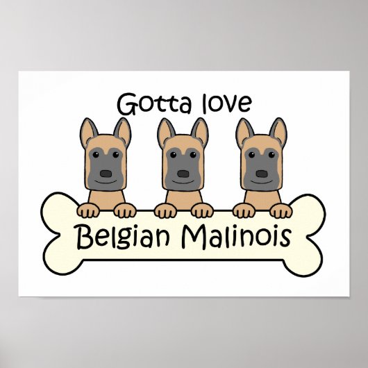 Drei belgische Malinois Poster (Vorne)