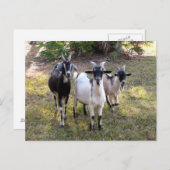 Drei Billy Goats - Postkarte (Vorne/Hinten)