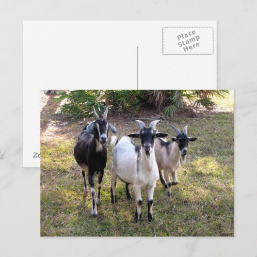 Drei Billy Goats - Postkarte (Vorne/Hinten)