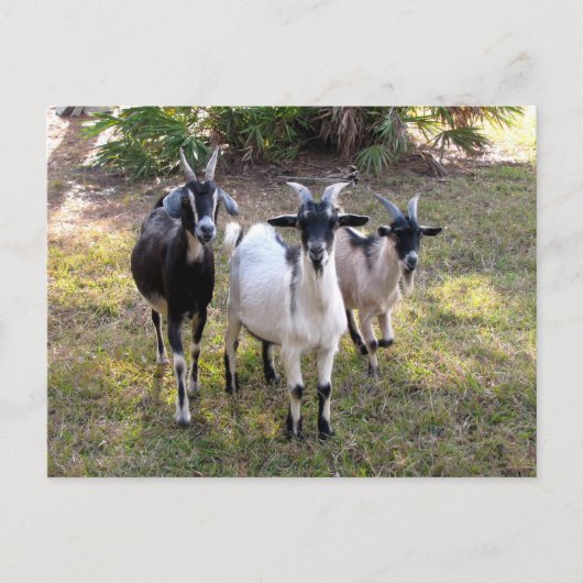Drei Billy Goats - Postkarte (Vorderseite)