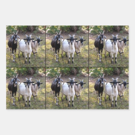 Drei Billy-Goats-Wrapper Geschenkpapier Set (Vorderseite 2)